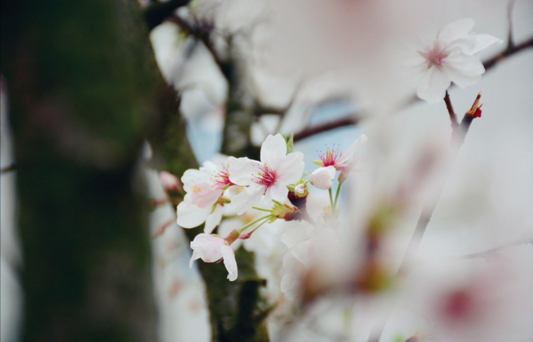 景色风光,姹紫嫣红一树花