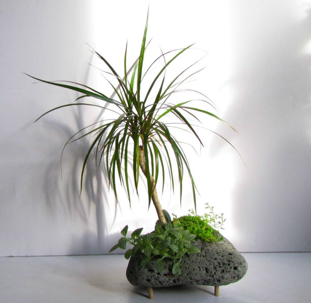 千年木叶片发黄掉落,做好这几点,让其一片生机!