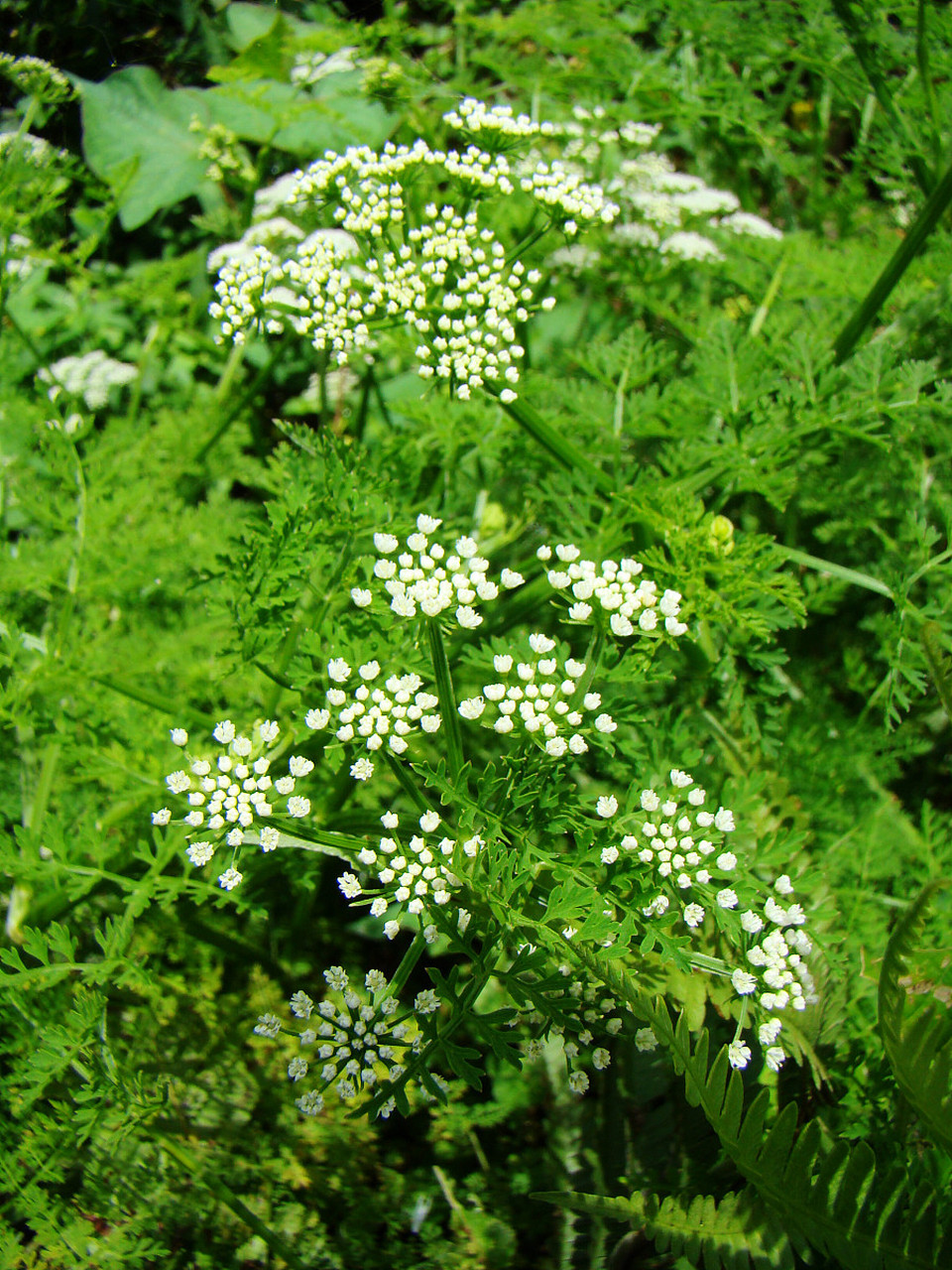 水芹菜是一种被公认为最好吃的野菜,尤其在当季非常抢手.