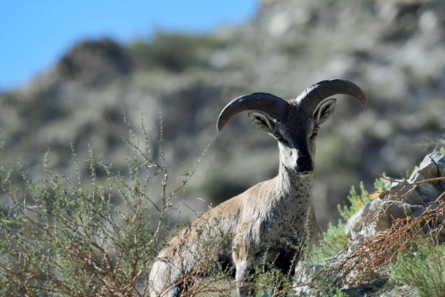 贺兰山"小精灵"——岩羊