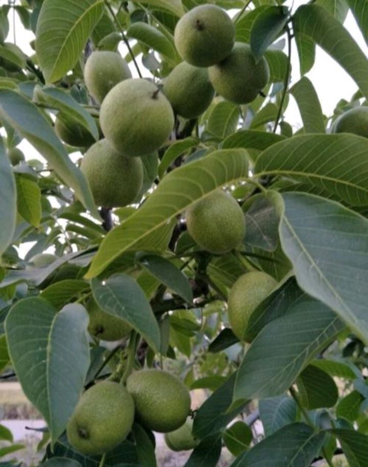 核桃树 - 热门商品专区