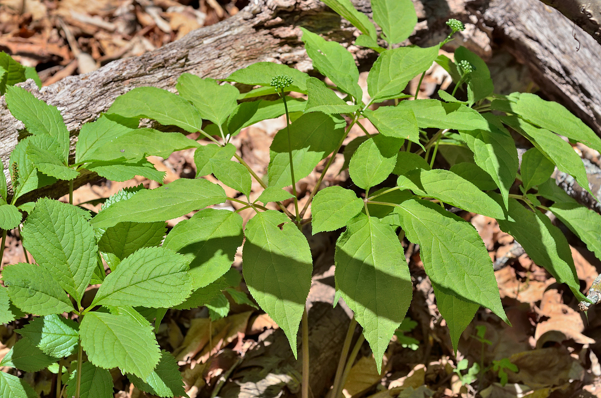 五爪金龙,又称五指毛桃,是一种桑科小灌木或藤本植物,具有健脾补肺
