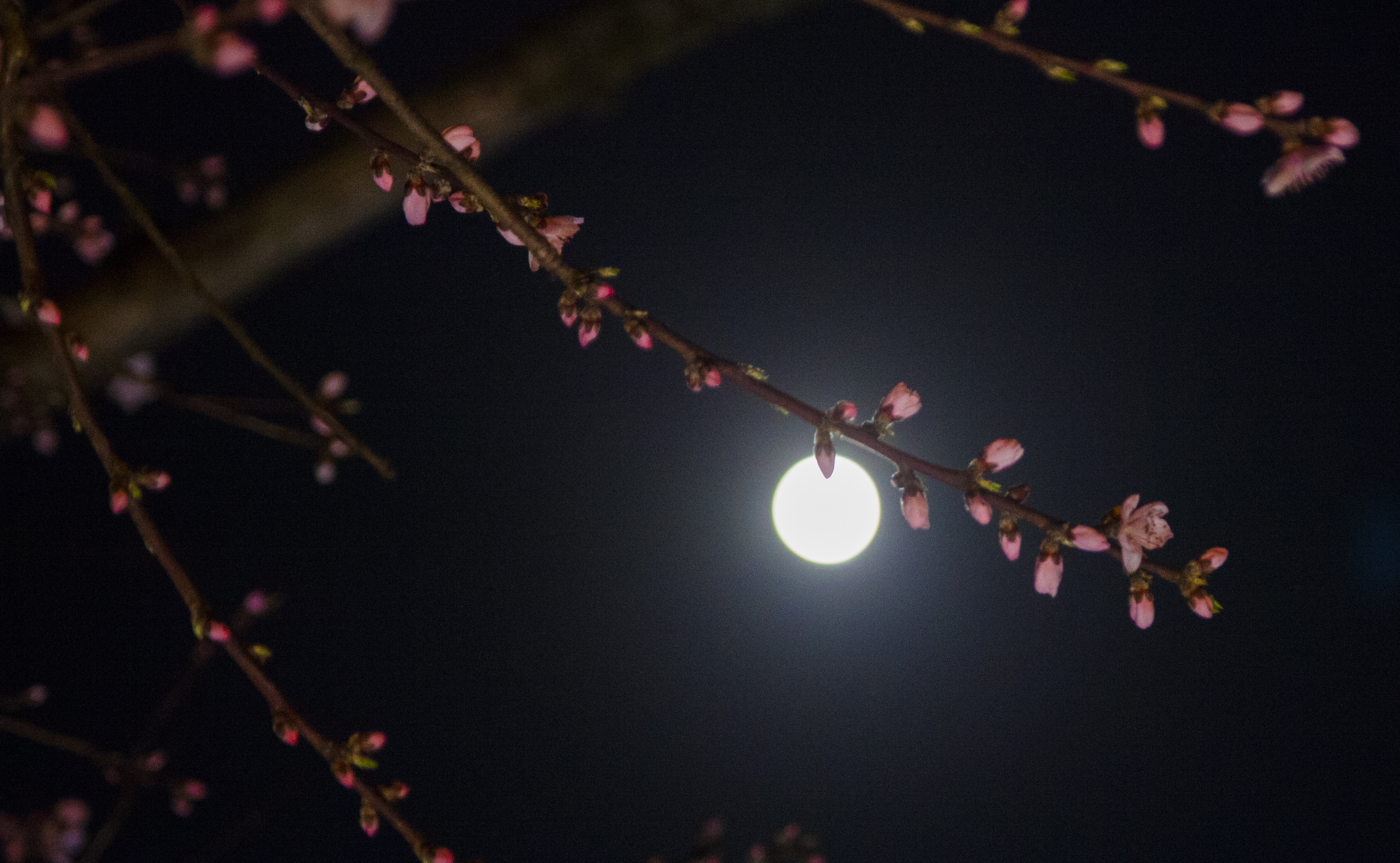 2019年3月20日贵州黔西拍摄月下桃花(超级月亮之夜)