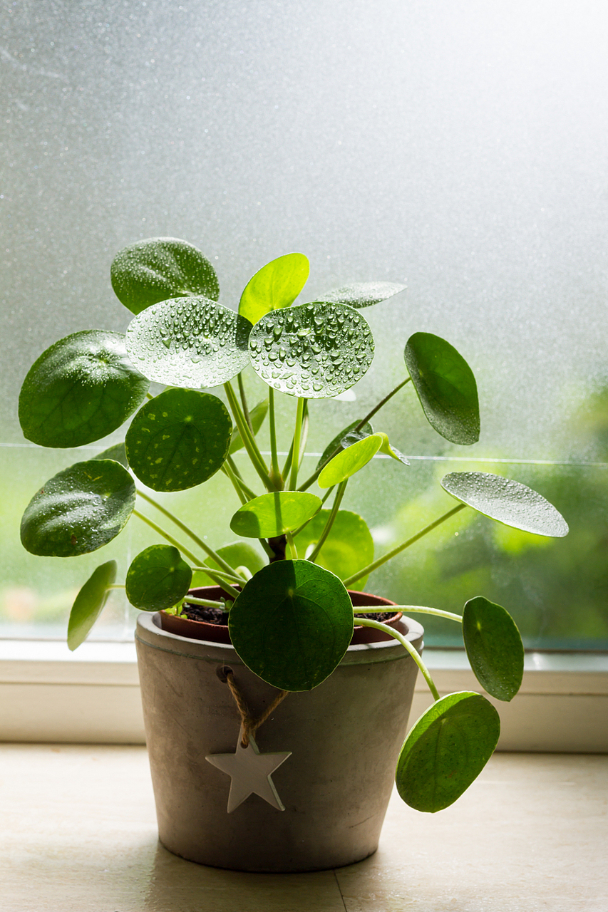 铜钱草叶片圆圆似铜钱,非常适宜送给乔迁之喜和开张大吉的朋友,有"