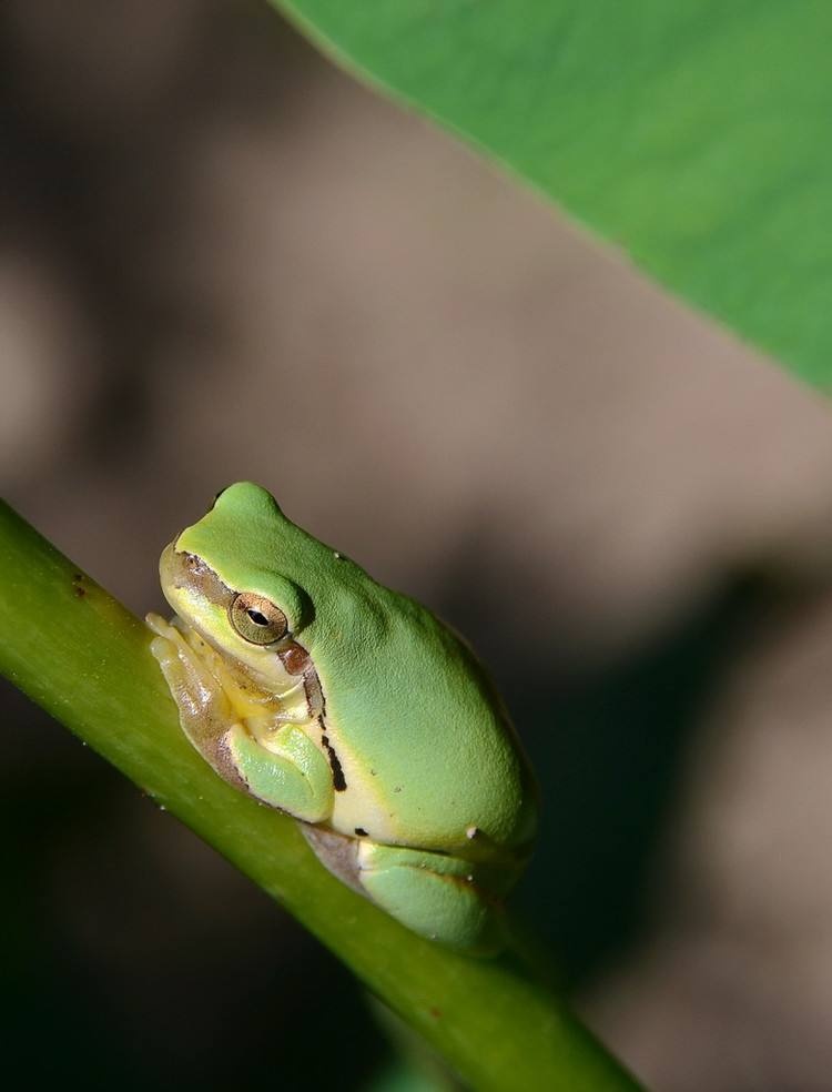 动物小百科:关于绿纹树蛙你不得不知道的知识!