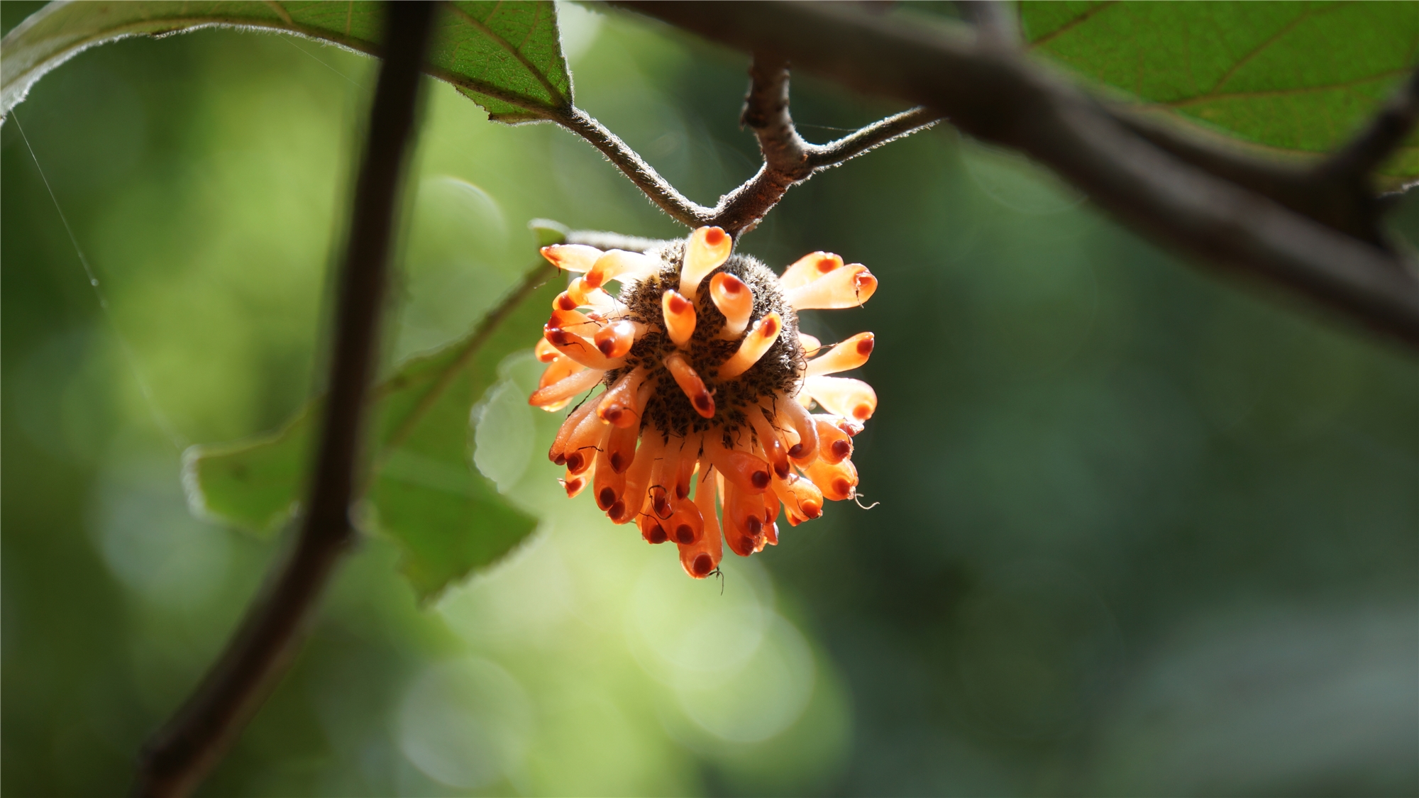 假酸浆花与构树果 非主流也漂亮