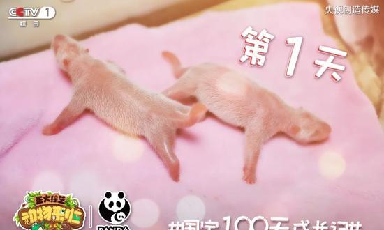 《正大综艺动物来啦》深耕动物科普领域