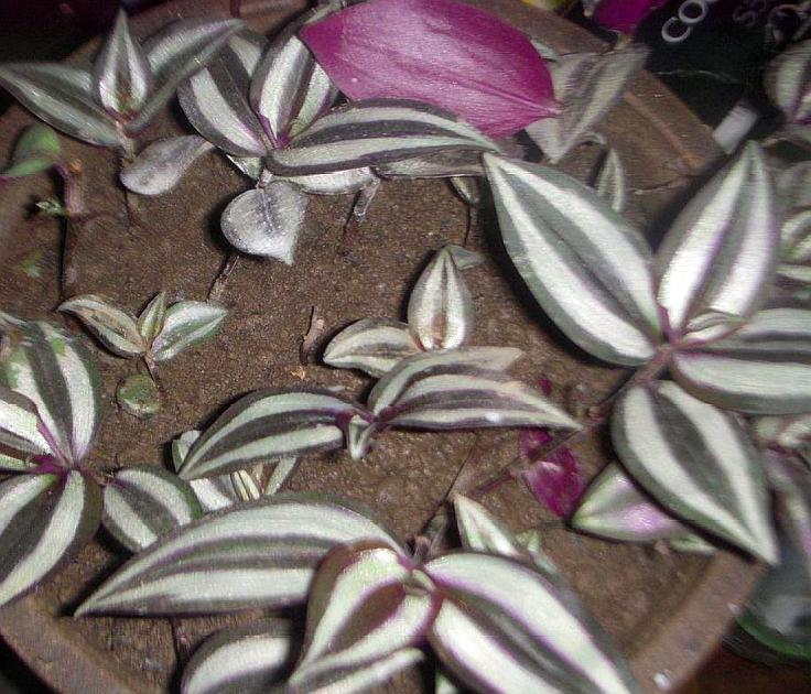 "杆插"吊竹梅的时间到了!1根枝条变1盆,30天收获一盆小盆栽!