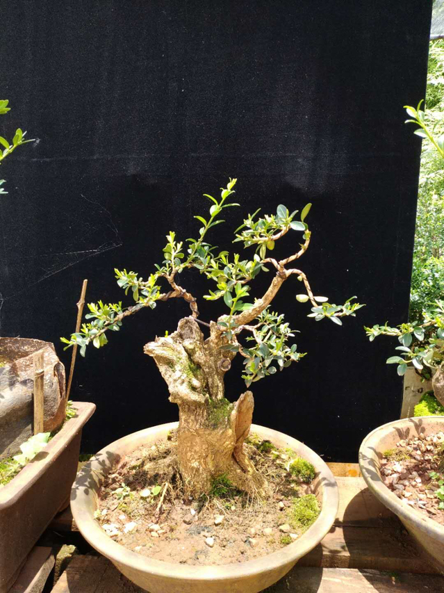 云南野生瓜子黄杨熟桩盆景