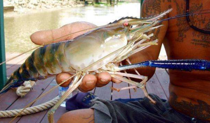 湄公河大虾成精,长达1米,但中国吃货为何不敢吃?