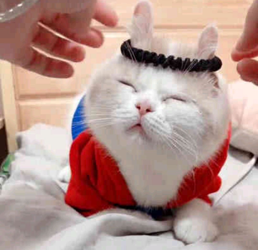 猫咪被主人戴上紧箍咒秒变短耳兔 ,猫咪:逃不出你的小心心!