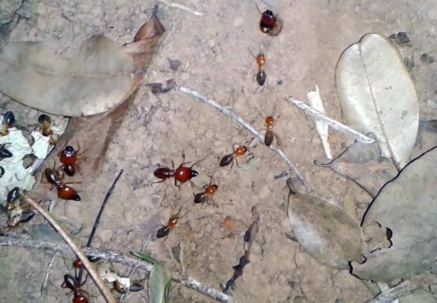 巴西巨大白蚁土丘布满森林,大得从太空都能看到