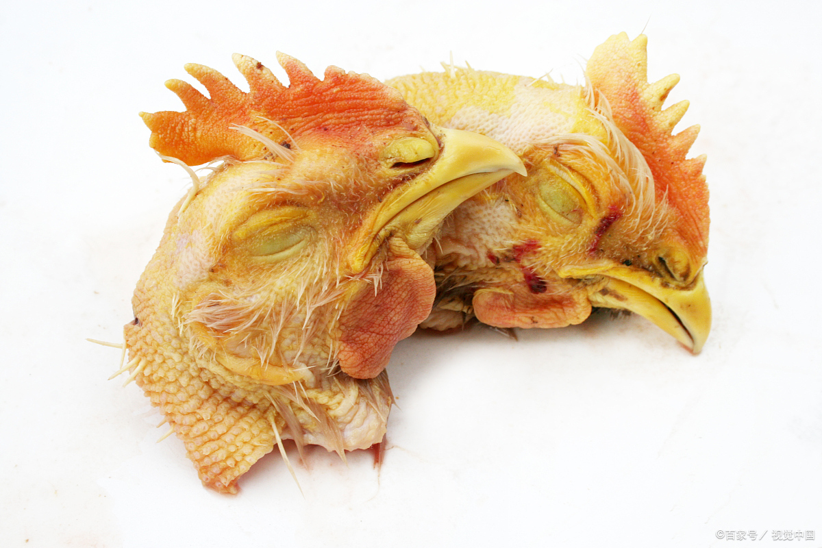 吃鸡头会不会金属中毒?