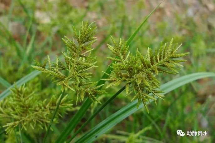 闻其名见其形,水莎草为稻田杂草的一种,可入药.