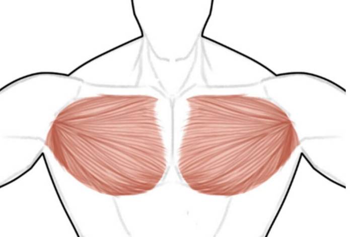 胸大肌位置图片大全图片