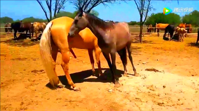 农场主带血统纯正的种马进马群,瞬间一波母马围了过来