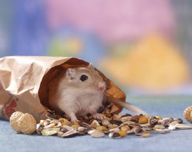 三属七种,短耳沙鼠中国特有种,分布新疆