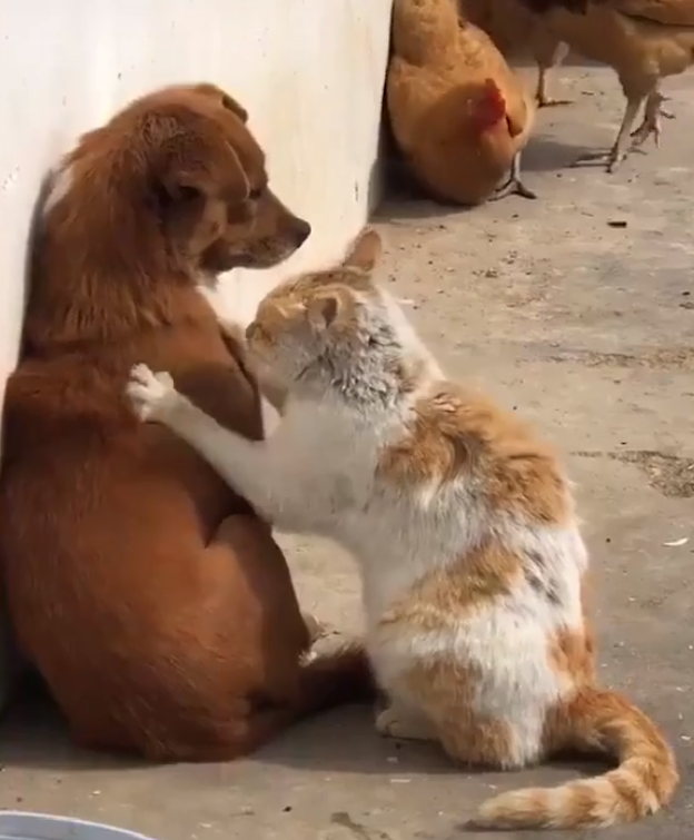 一只专心"踩奶"的猫,只是对象为啥是一只狗?汪星人动都不敢动