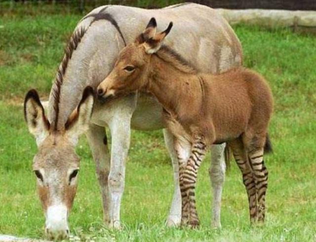驴子和马做了什么,为何骡子不能生育?女教授道出了其中"实情"