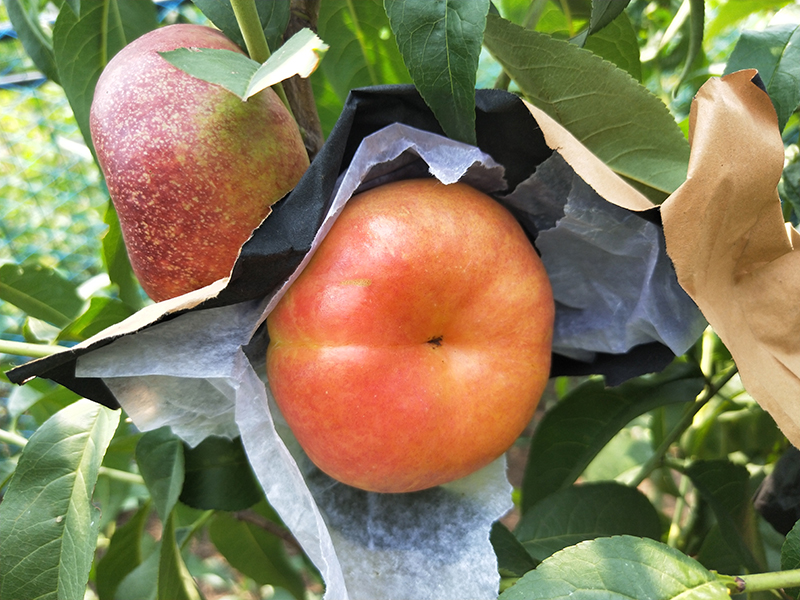 蟠桃树苗结果 - 热门商品专区