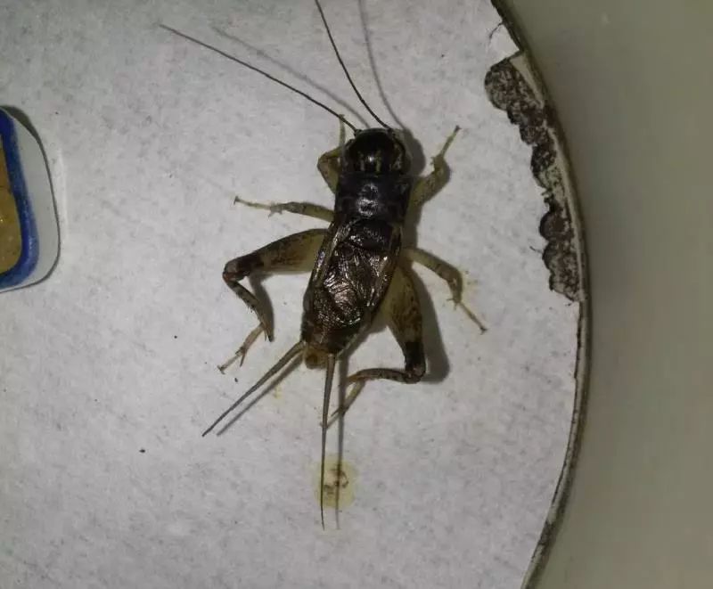 2017无锡大将淡红牙大头青