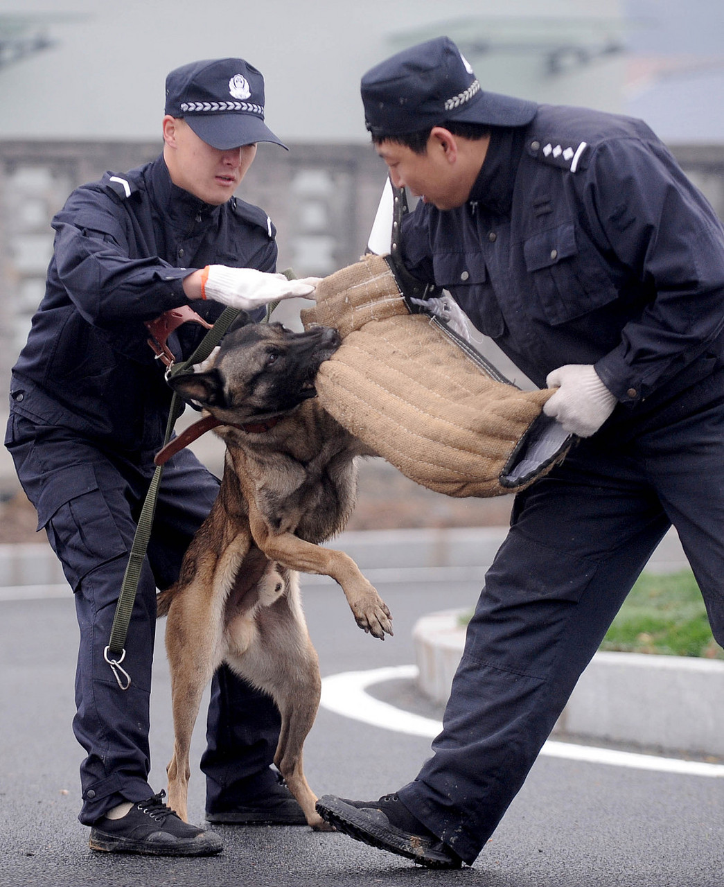 警犬生宝宝图片