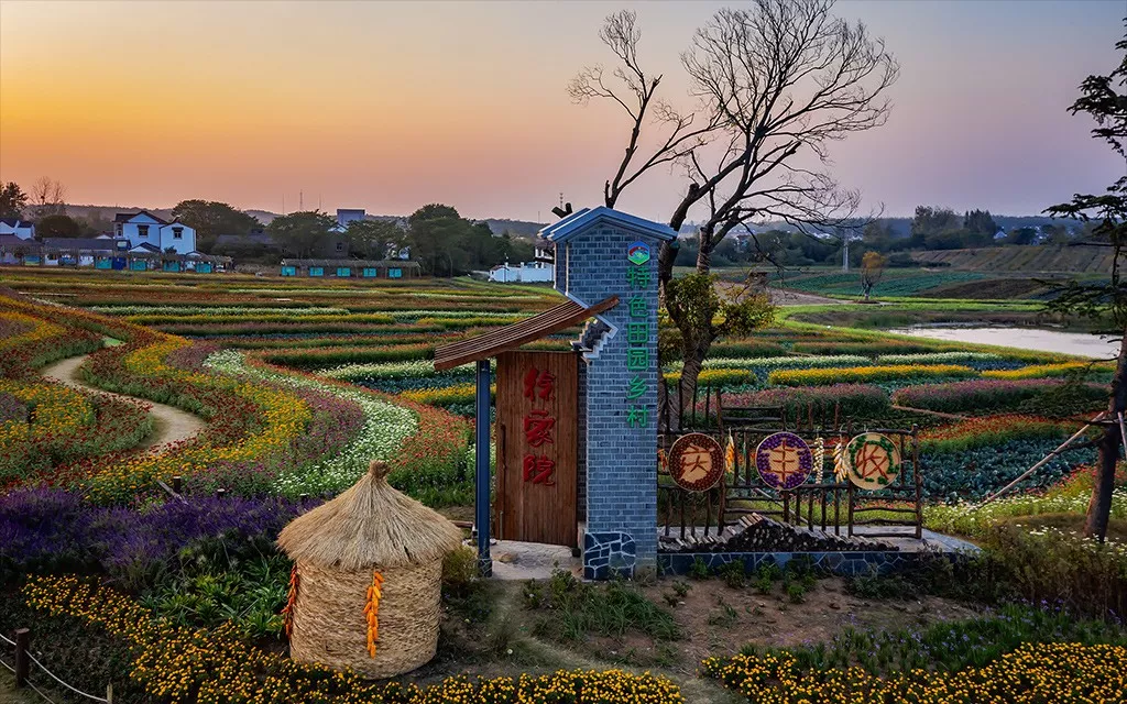 南京50万株百日菊花开成海 徐家院的"五彩地毯" 你打卡了吗