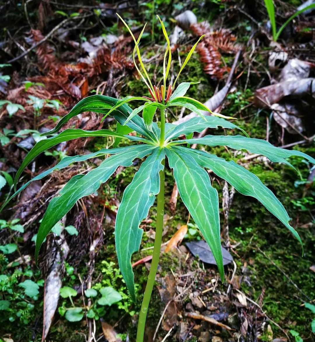 白参- 热门商品专区