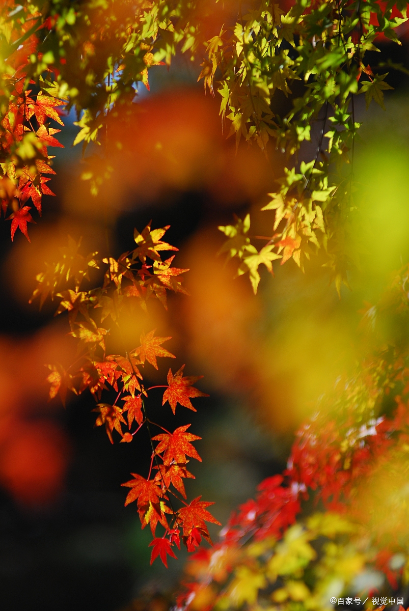 枫叶是秋天的象征,它独特的形状和艳丽的颜色总让人想起浪漫的故侣.