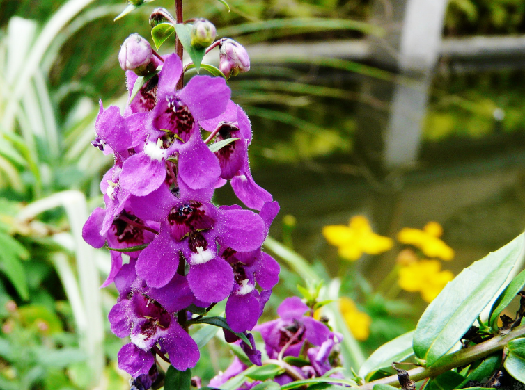 夏天养盆"天使花",花色艳丽,见光就旺,好养活,全年都开花