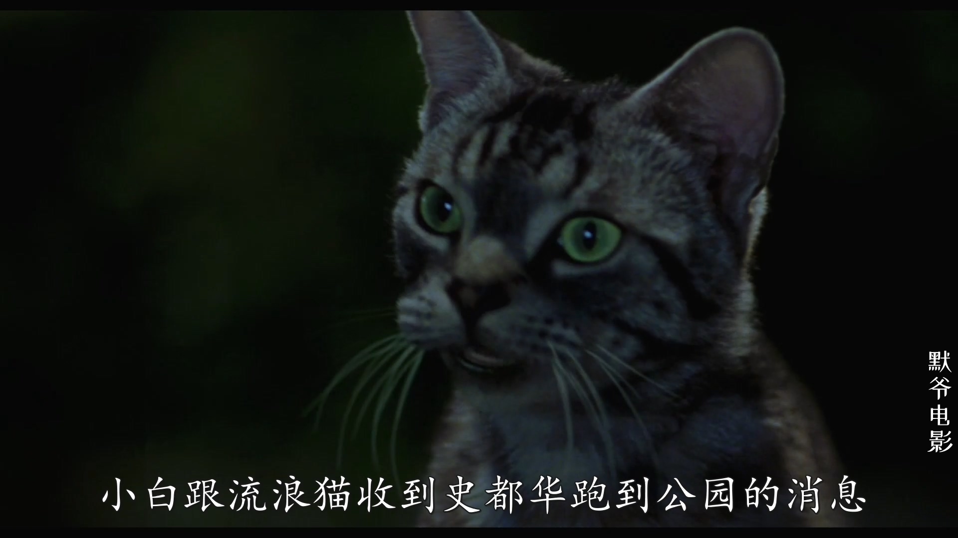 电影版的猫和老鼠,这精灵鼠小弟太可爱,说话开车玩帆船
