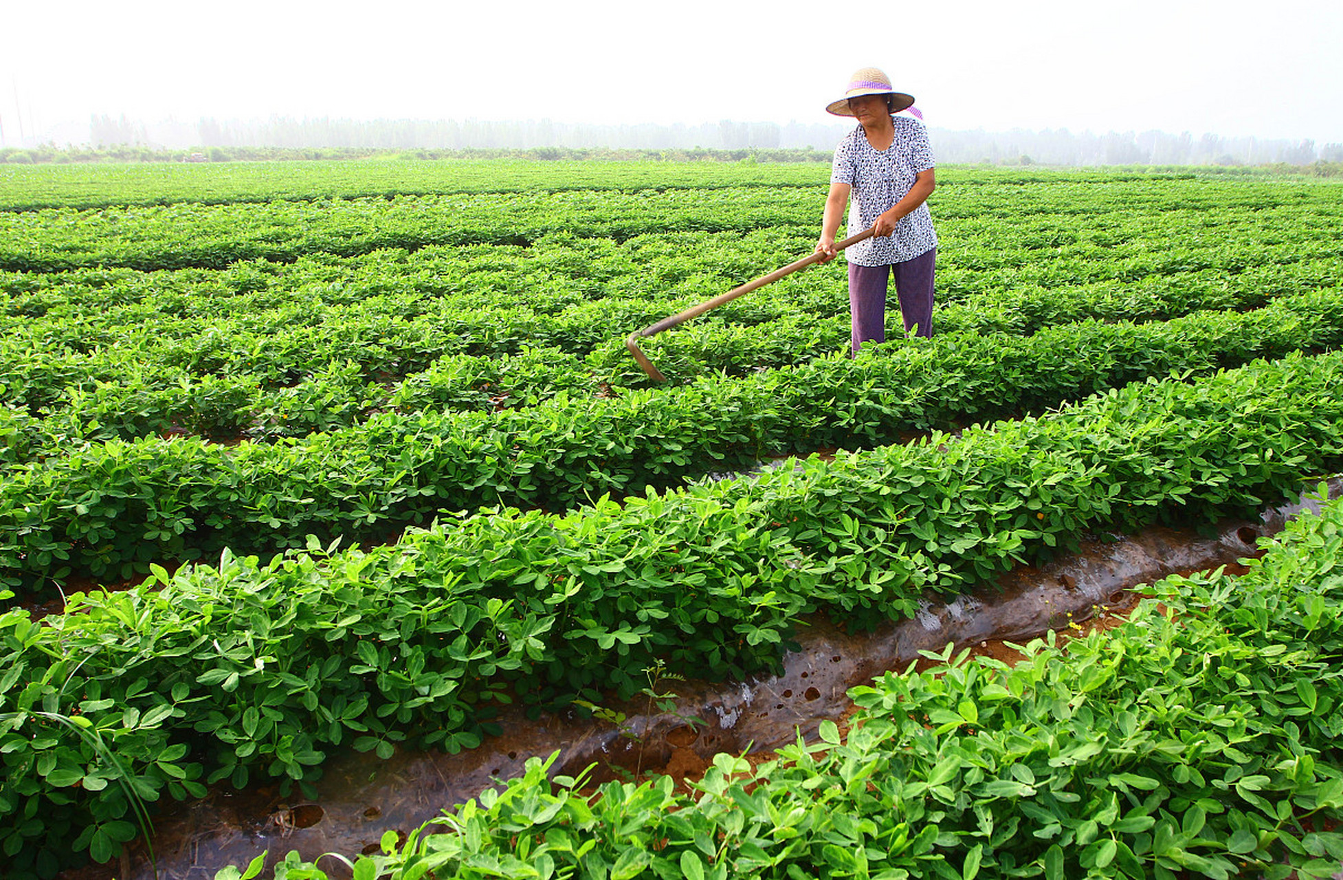 种植花生适合什么样的土壤 #百度仲夏打卡挑战赛# 种植花生,选择什么
