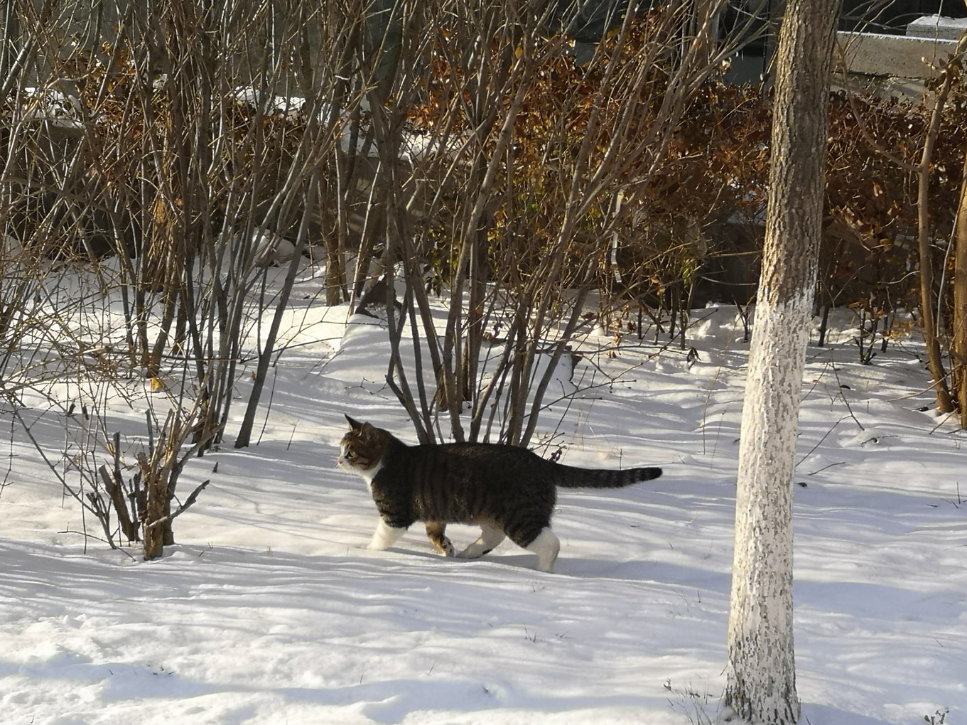 冰天雪地里,一只猫冻得直哆嗦,小脚丫放也无处放