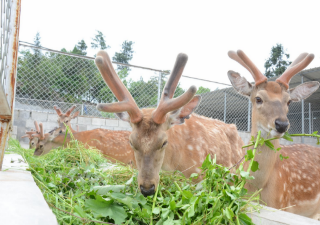 农业技巧天天看:如何养殖梅花鹿呢?养殖过程中应该如何管理?