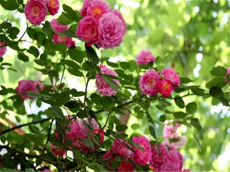蔷薇的花语很美丽,外形与习性,肥料施加跟修剪