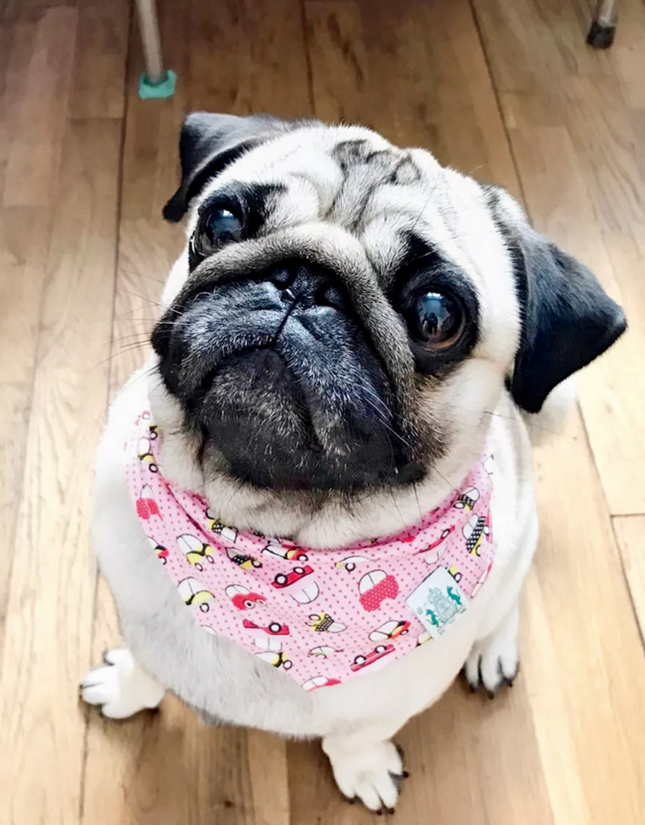 萌萌的大脸狗,能够把狗狗拍的脸大还好看的,真是厉害了!