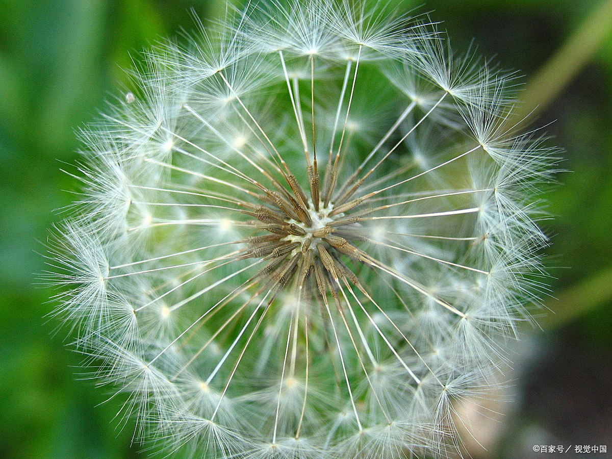 风中美丽的蒲公英小球