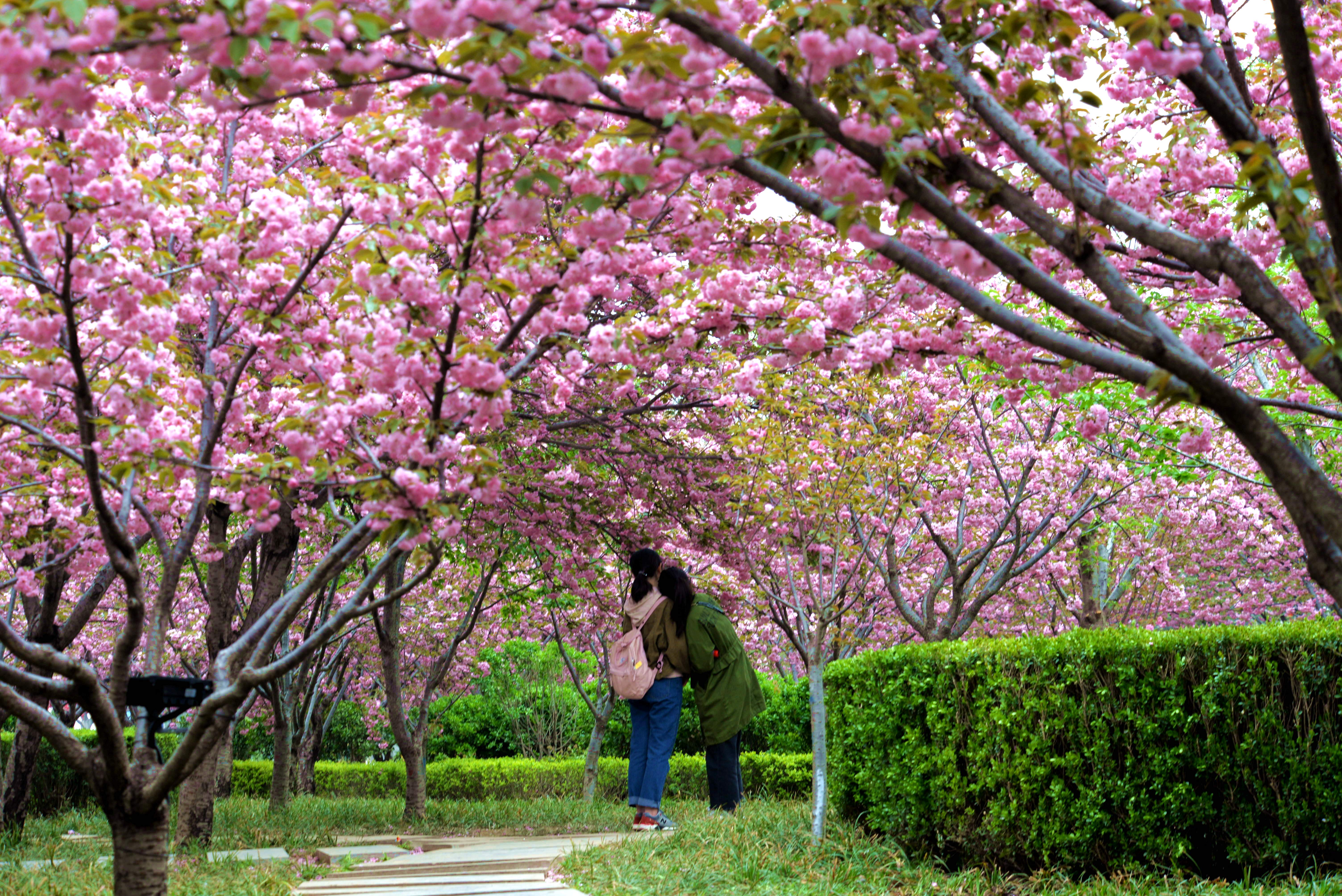 4月,鹤壁华夏南路樱花绽放