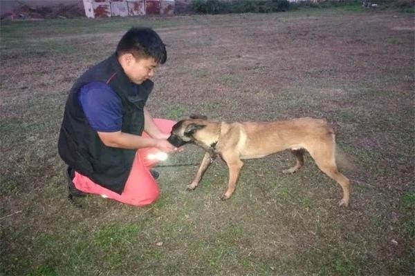 「国庆我在岗」消防驯导员甘彬洋和搜救犬"黑妹"的假期这样过