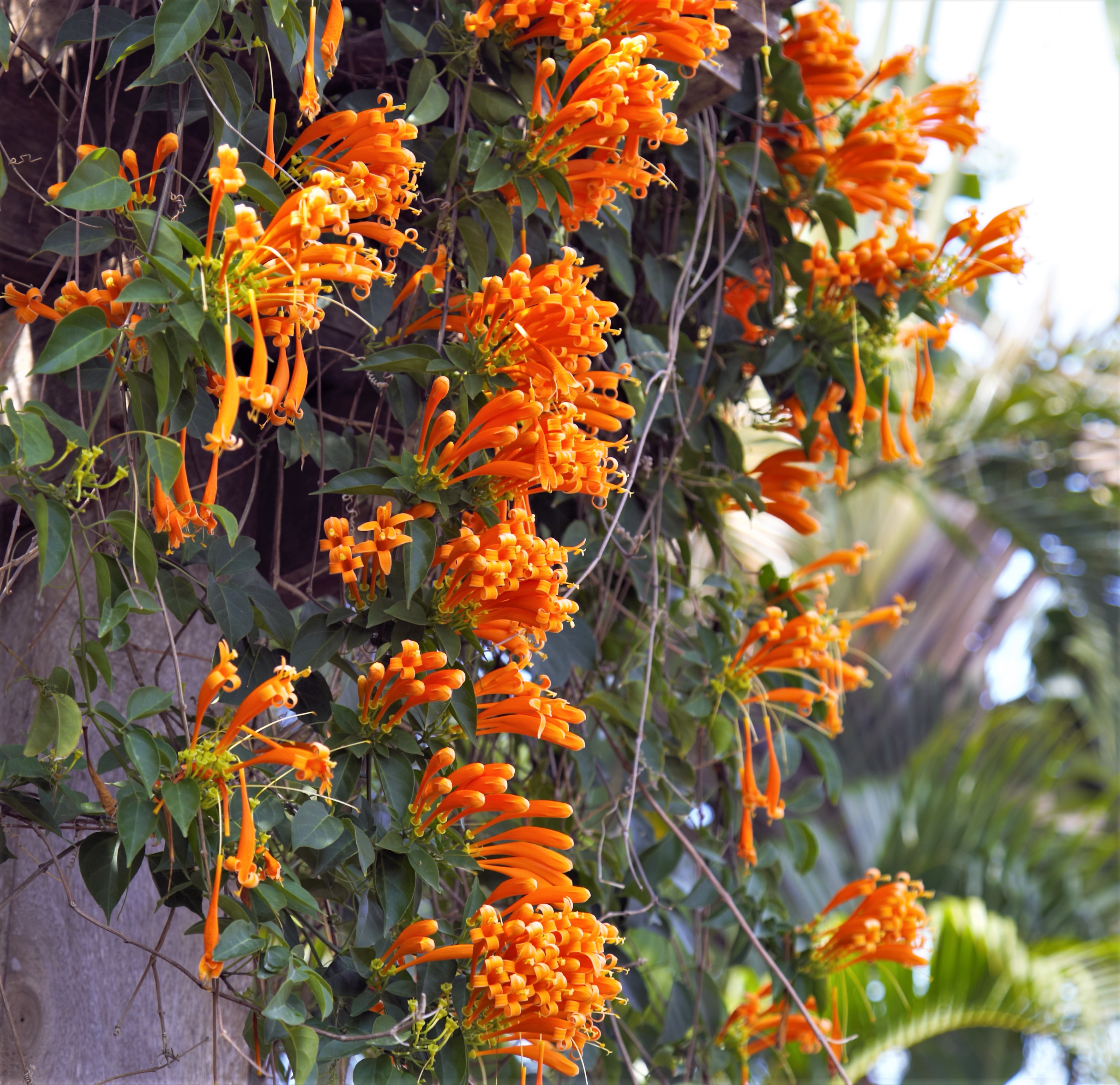 亭台楼阁院內房屋装饰美化的艳丽花卉爆杖花请欣赏