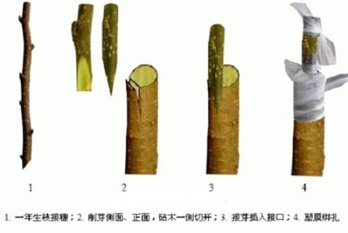 嫁接结果 - 优质问答专区