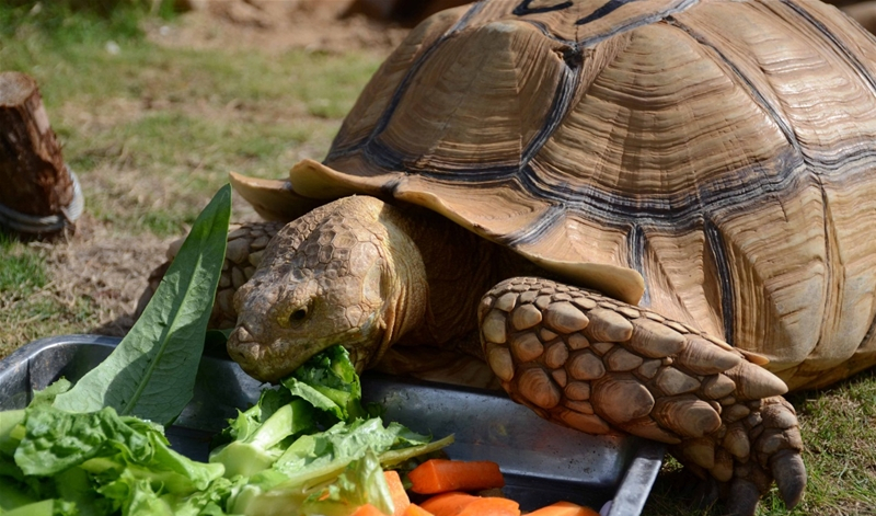 苏卡达龟是一种纯素食的动物,所以是一种非常好养的动物.