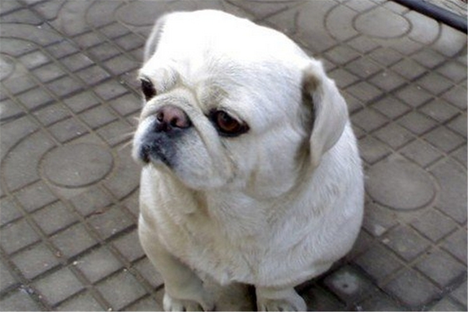 第二种犬:京巴犬