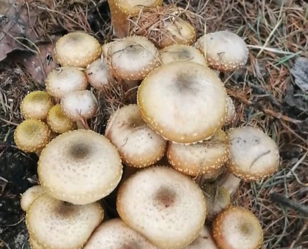 东北的野生蘑菇都有哪些?怎么做好吃