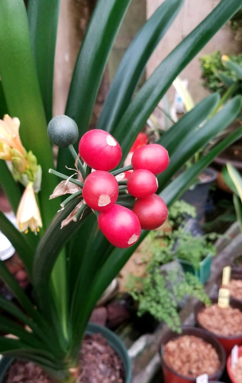 你一定没见过这么漂亮的君子兰果实吧