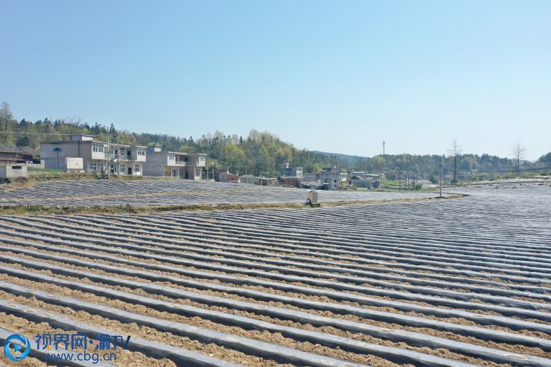彭水桑柘镇:万亩烟田勾勒美丽乡村风景