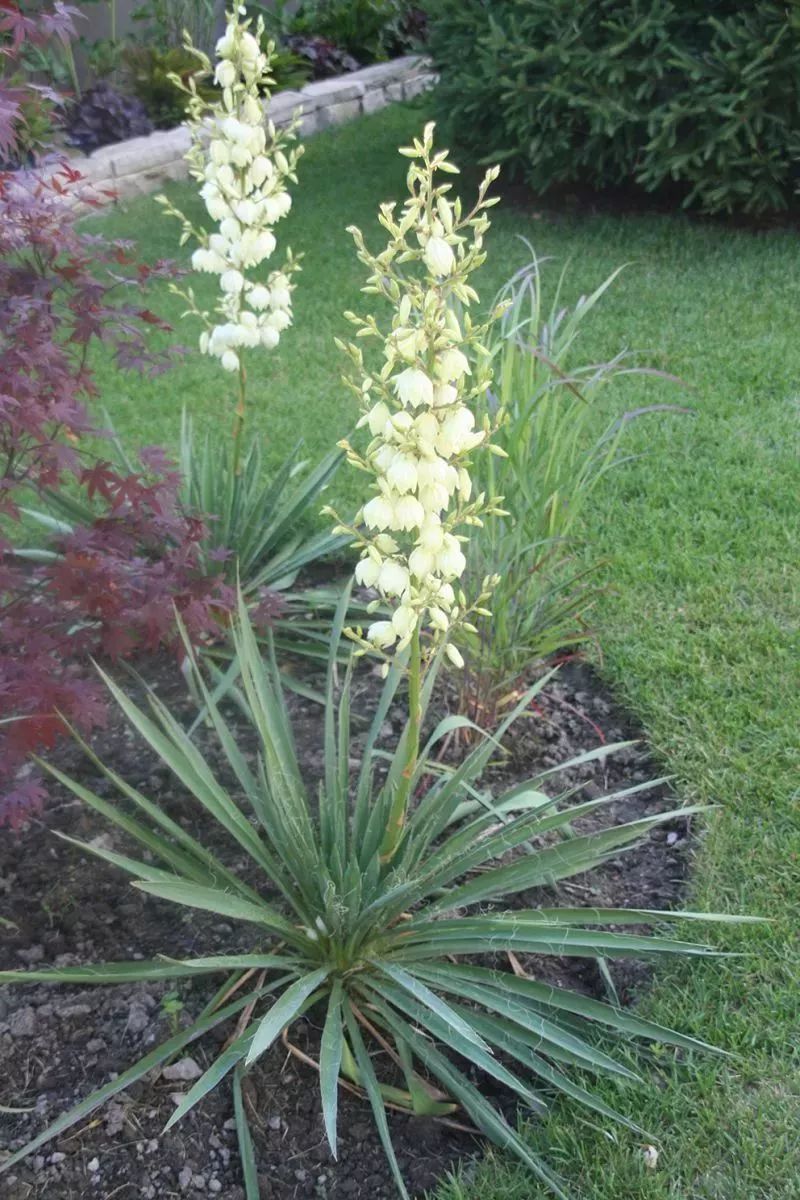 这种龙舌兰植物特别容易开花,花朵如一串串铃铛