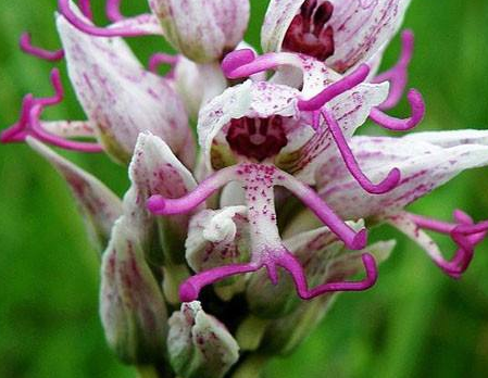 全球公认最奇葩的花朵:第一个性感,最后一个被网友骂"不要脸"