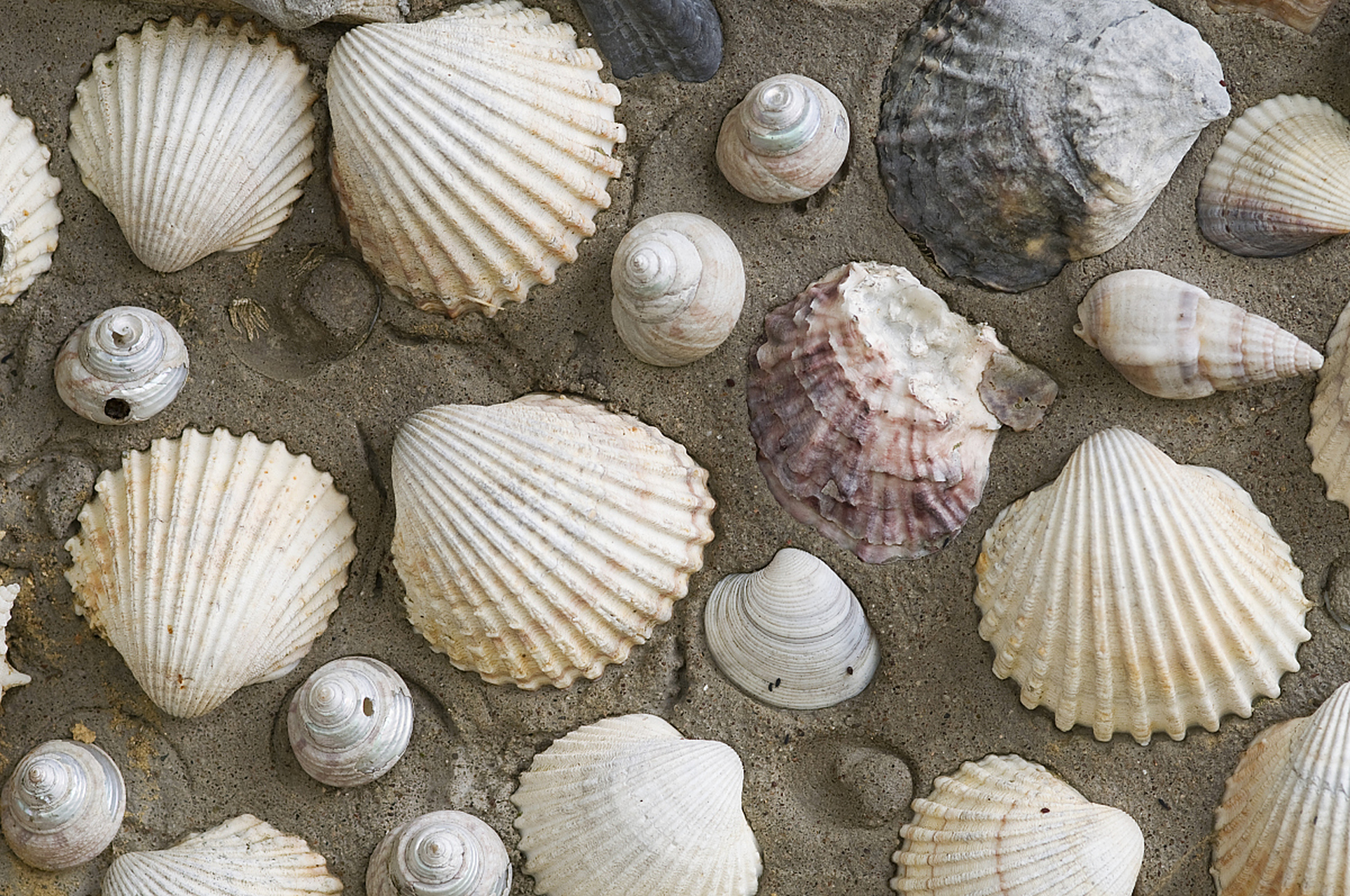 [原文:饲养贝壳的注意事项有哪些]