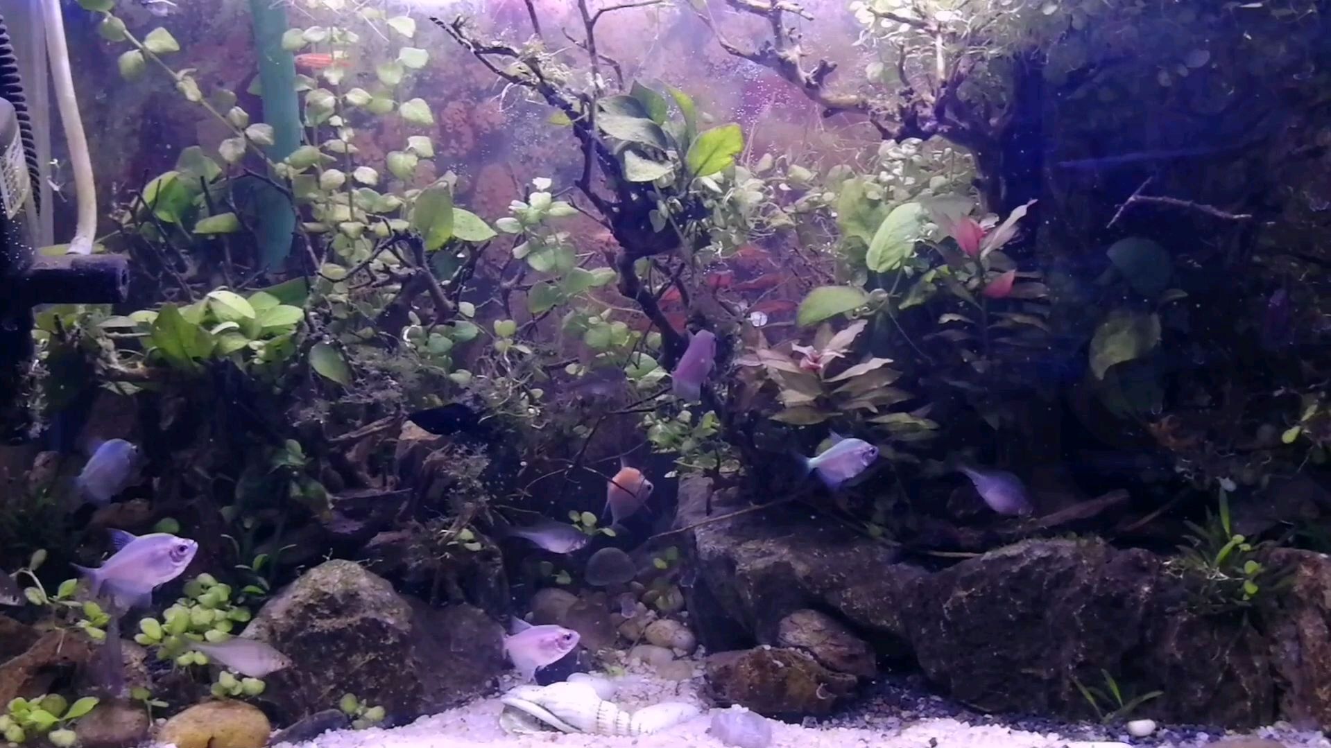 好养不容易牺牲的鳑鲏和七彩裙鱼,我卧室这个鱼缸是60cm的